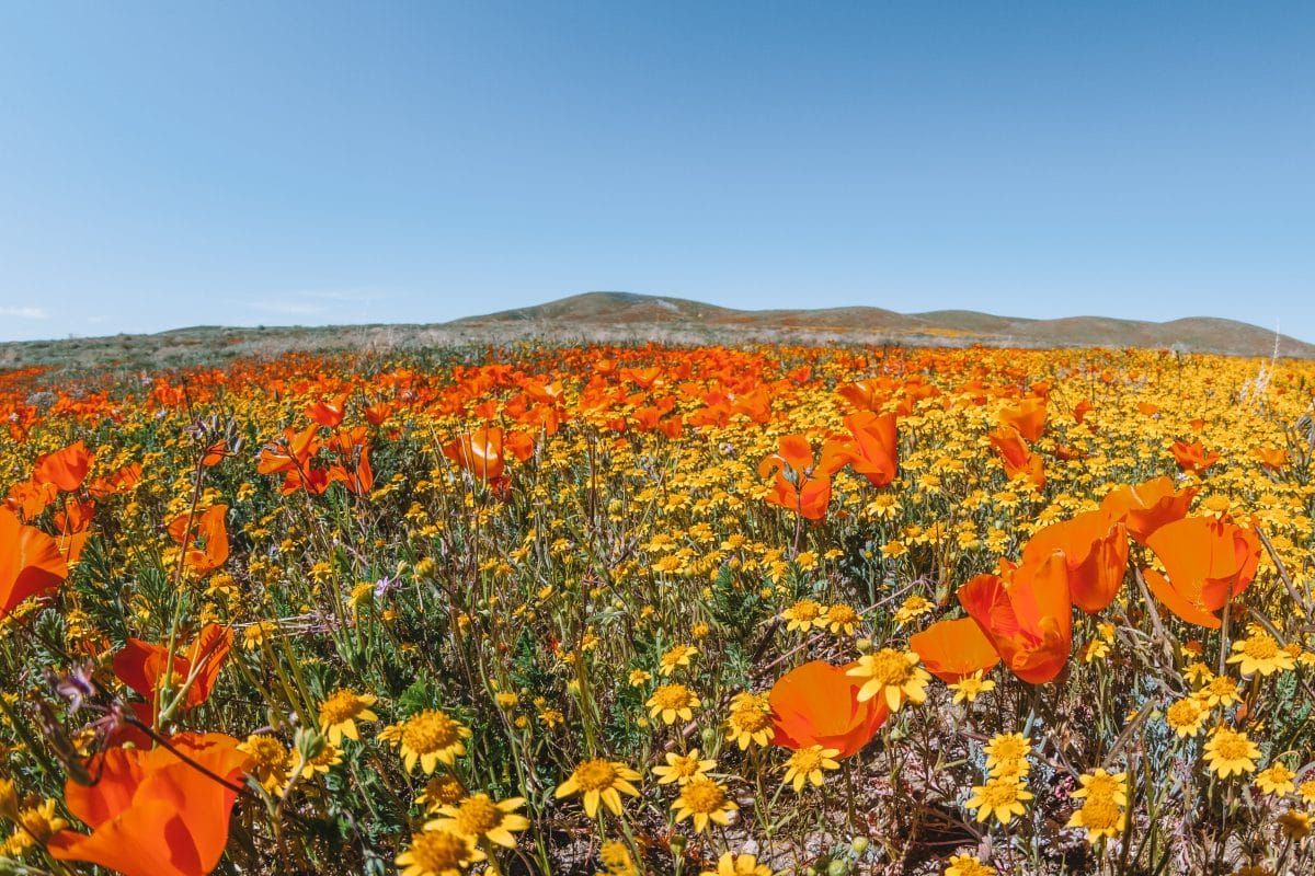 Antelope Valley Flower Fields