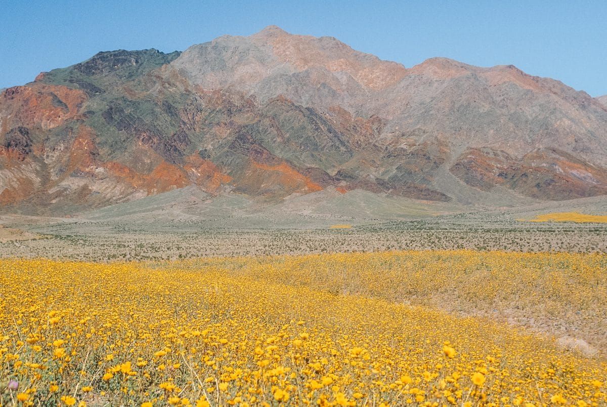 Death Valley Flower Fields
