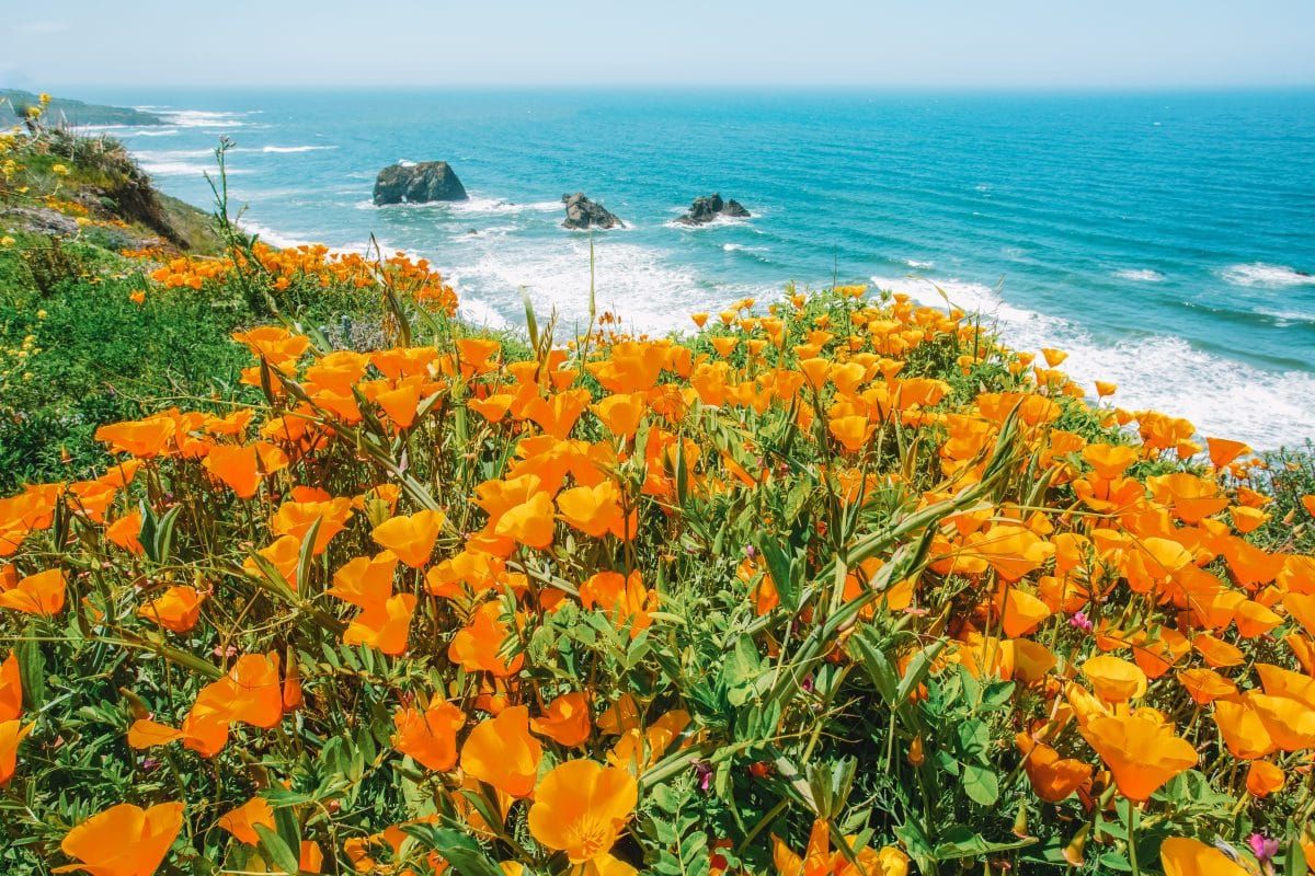 FAQs About California Poppies