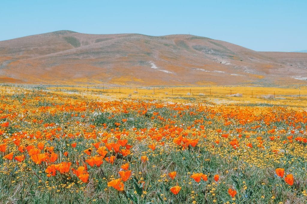 39 Flower Fields in California (to Brighten up Your Spring, Summer & Fall)