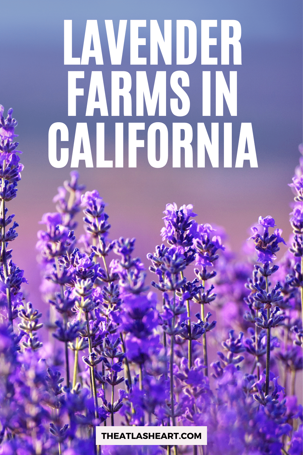 13 Magical Lavender Farms in California to Visit this Summer