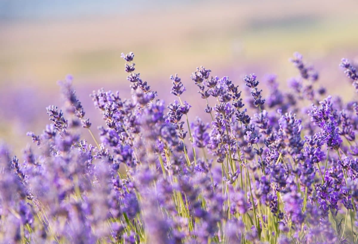 FAQs about California lavender farms