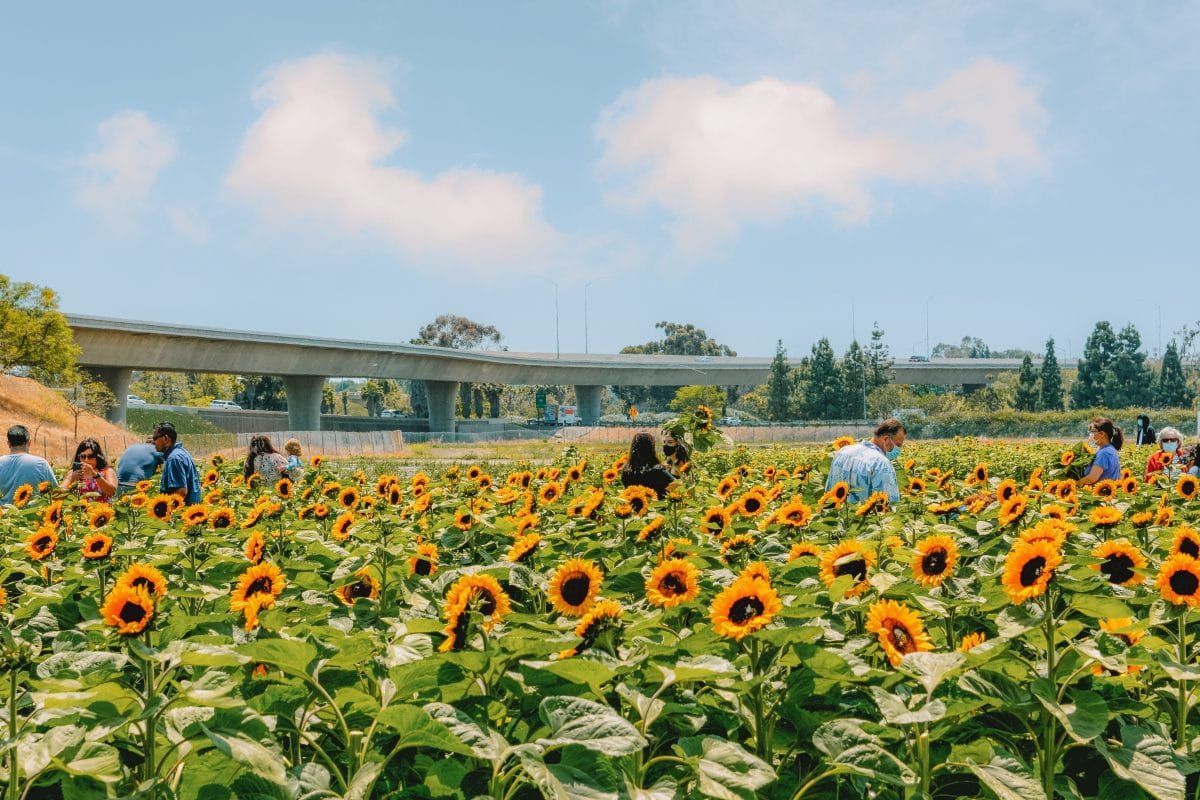 Sunflowers in Tanaka Farms