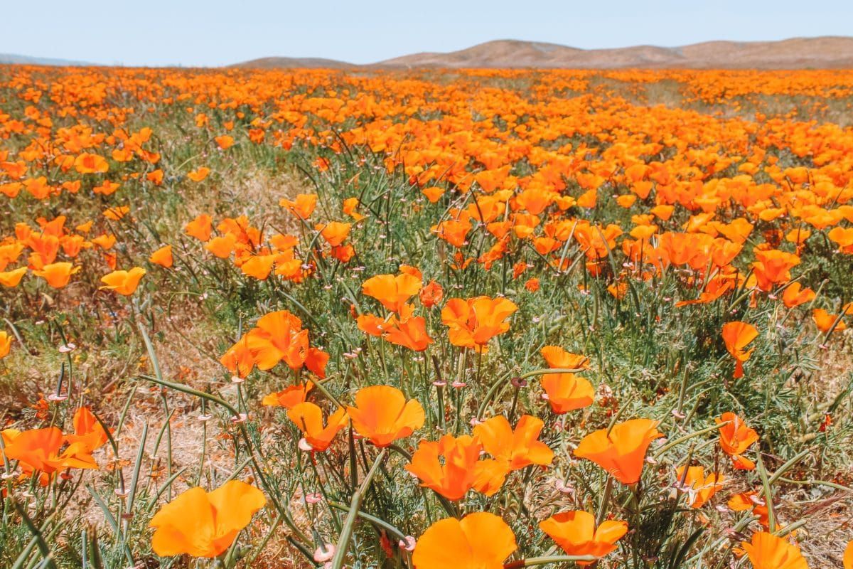 Tips for Visiting Flower Fields in California