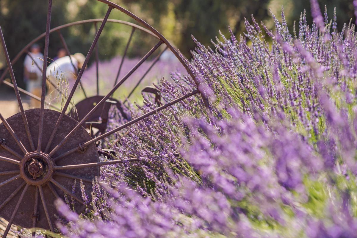 Tips for Visiting Lavender Farms in California