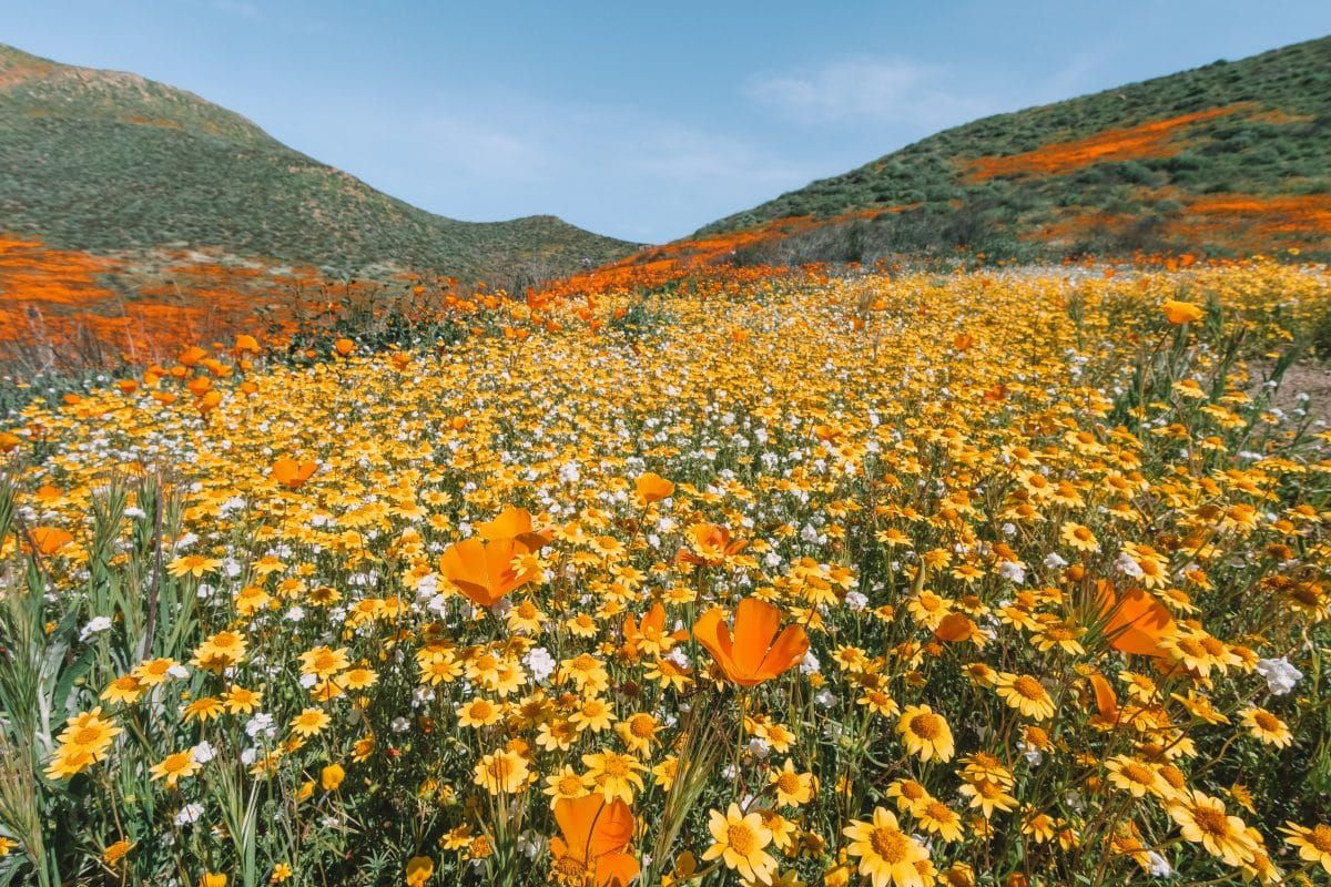 Walker Canyon Poppies