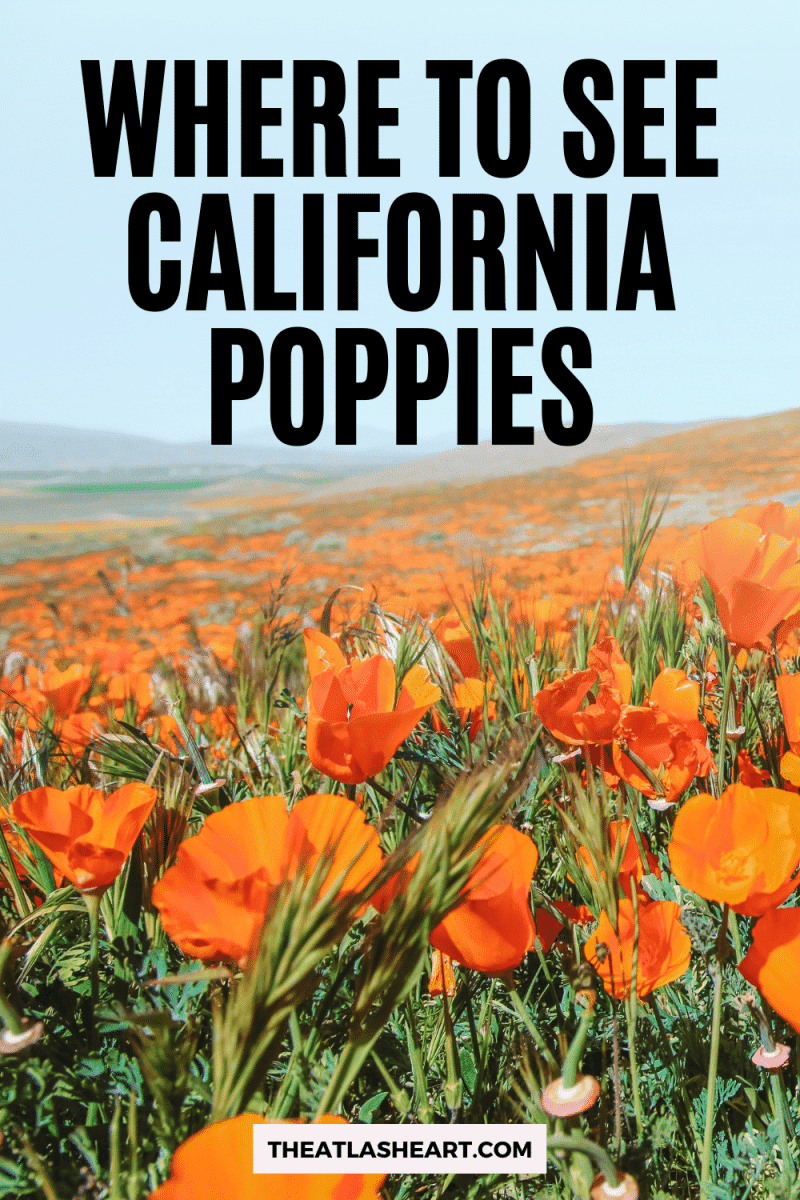 Where to See California Poppies Pin 1