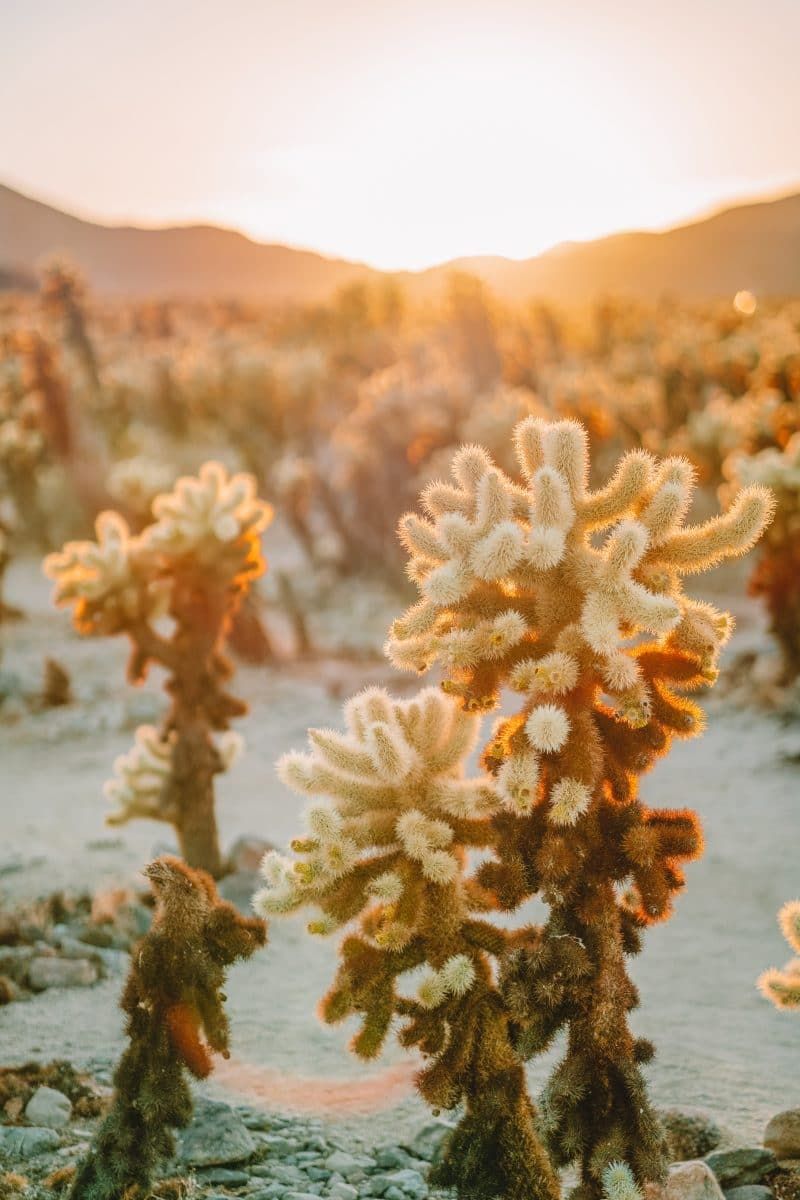 Discover the Beauty of the Desert - Joshua Tree