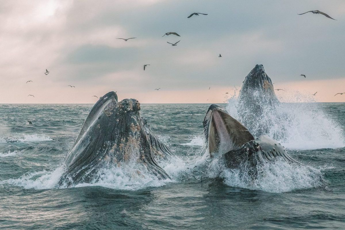 Spot Whales on a Wildlife Cruise