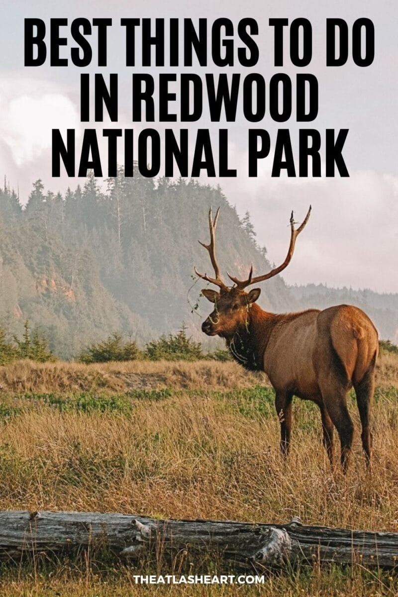 Best Things to do in Redwood National Park pin