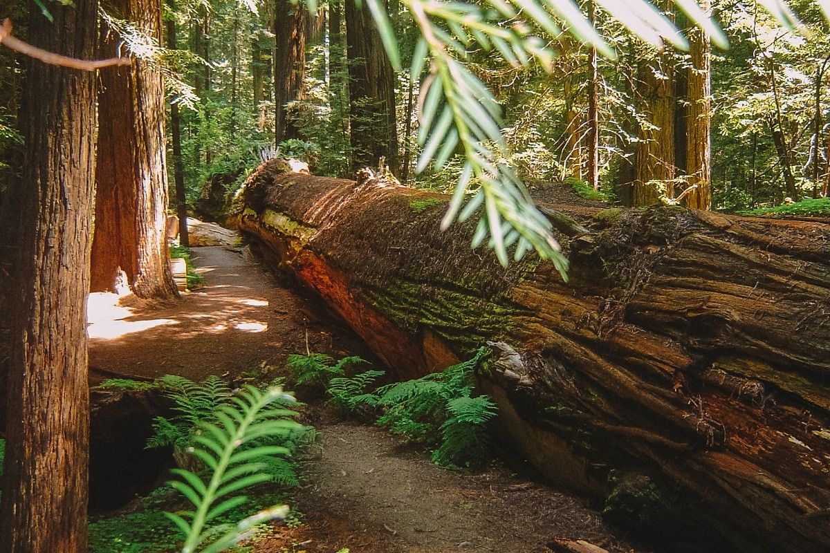 Fallen Dyerville Giant Redwoods National Park