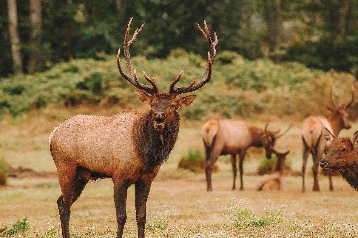 Roosevelt Elk Bull with his harem