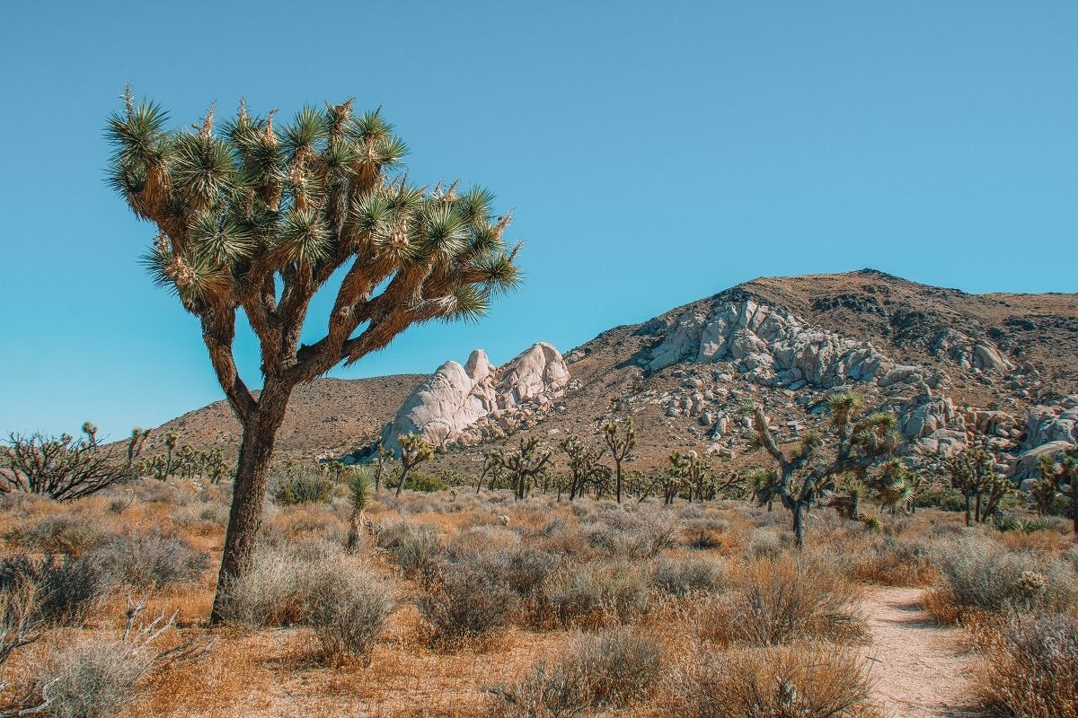 Ryan Mountain dominates landscape Mojave Desert Valley