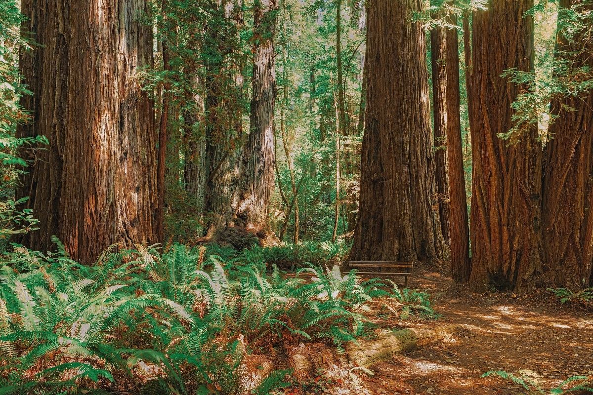 Tall Tree Loop trail Redwood National Park