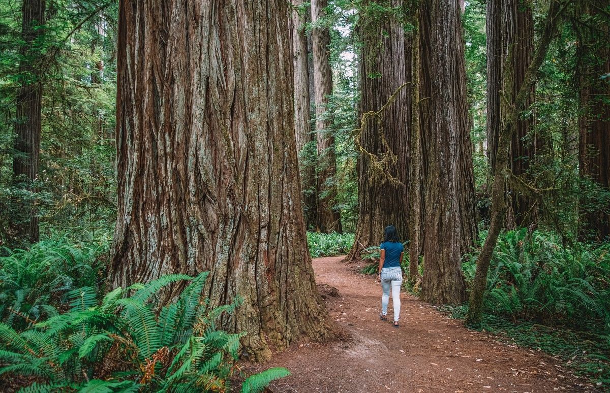 Young girl walking a trail in Jedediah Smith Redwoods State Park