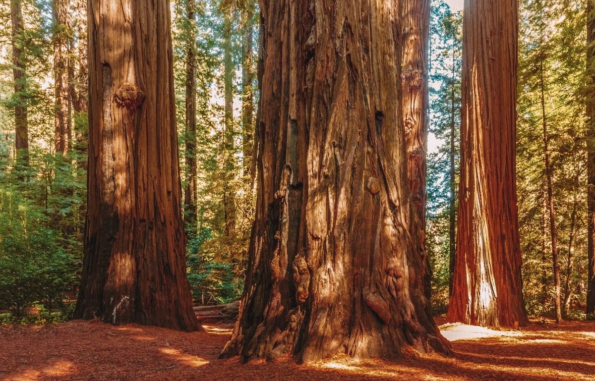 big trees at Redwood National Park