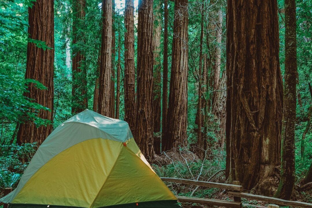 ULTIMATE Redwood National Park Guide For 2023 [Plan Your Visit]