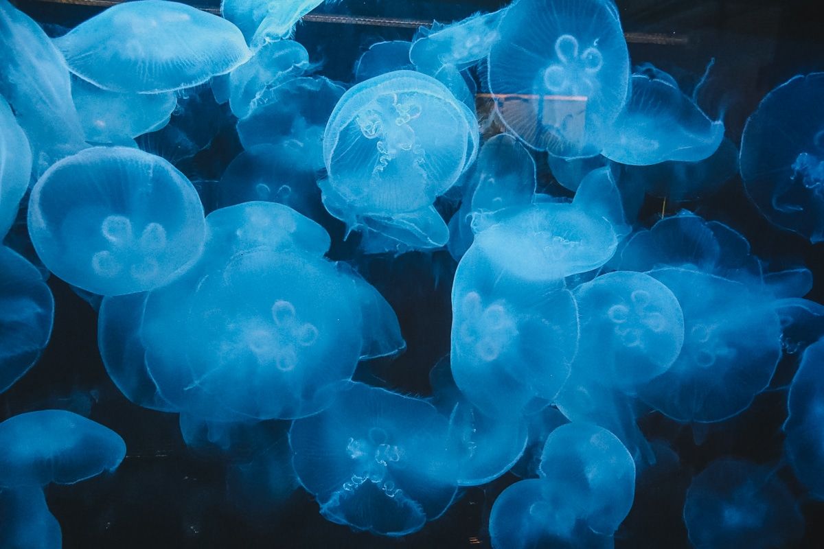 A pack of ghostly-white jellyfish in a   tank at the Cabrillo Marine Aquarium.