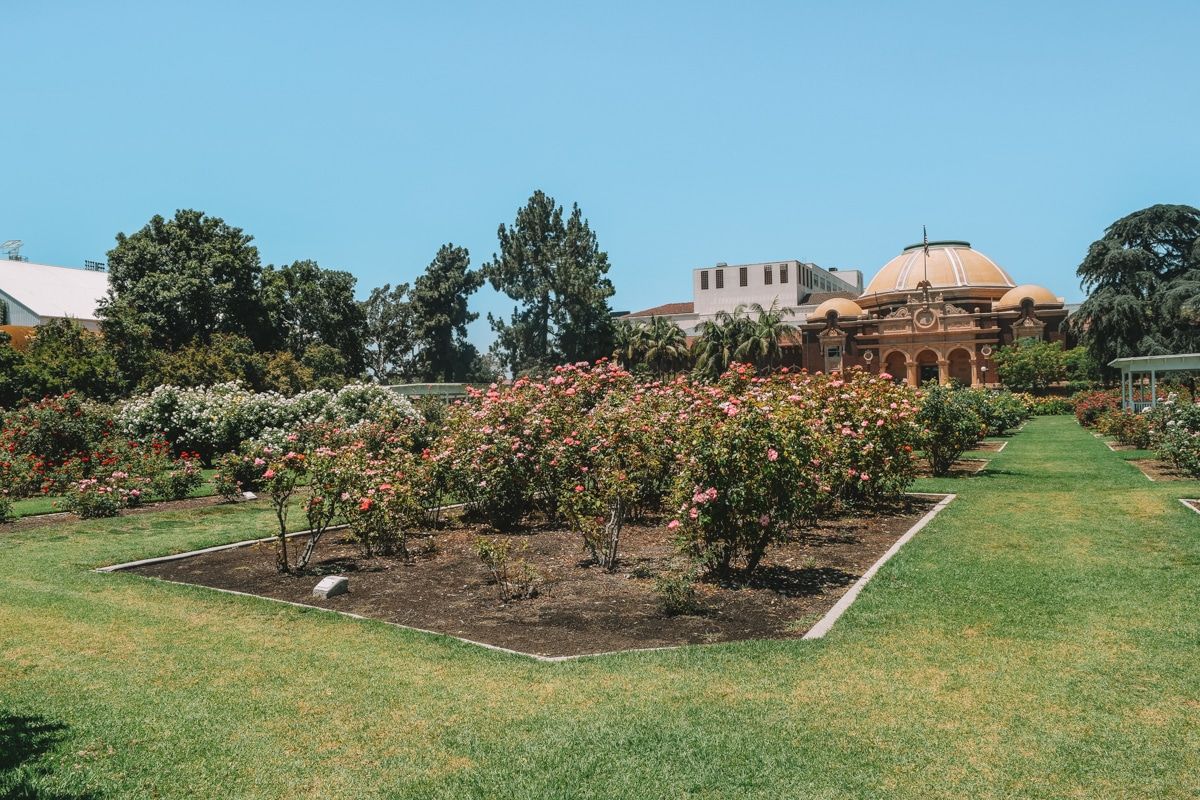 A manicured rose garden with a domed building in the background at Exposition Park.