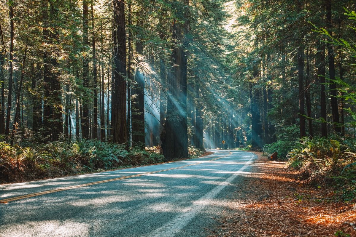 How far is Redwood National Park from San Francisco