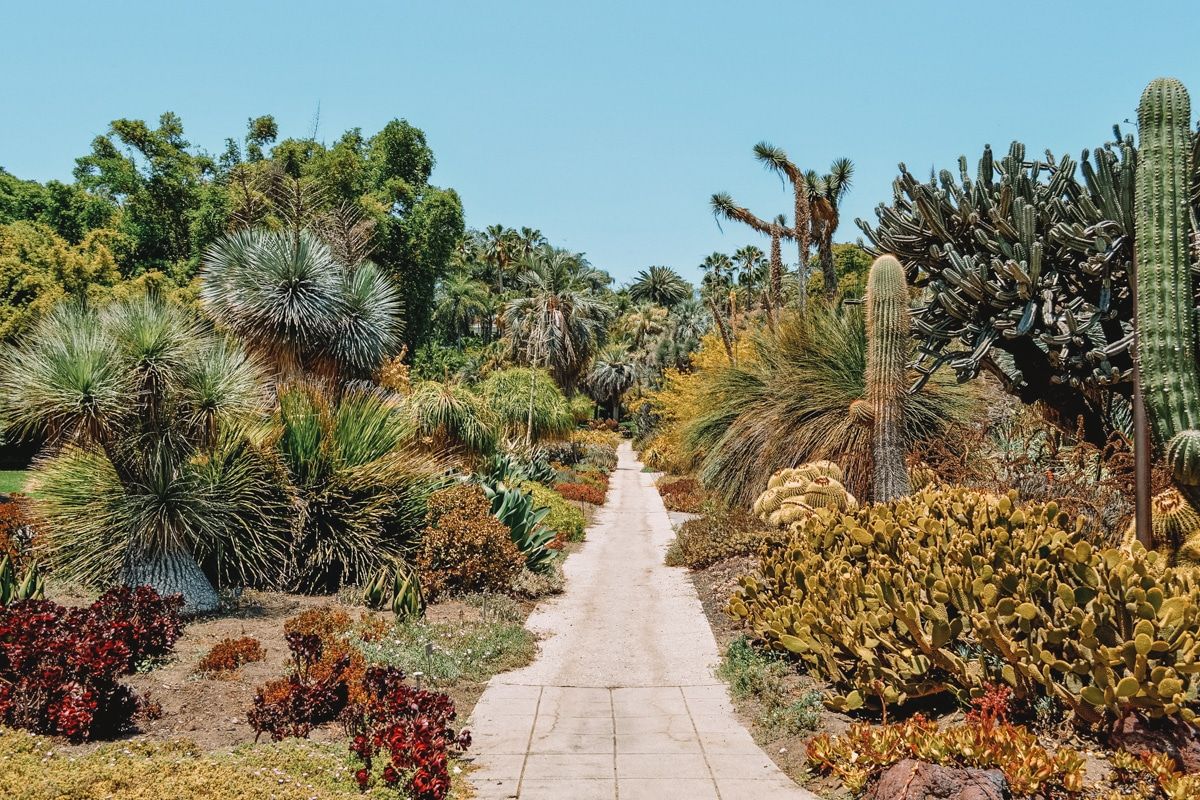 A path lined by lush succulents and cacti at the Huntington Library Art Museum and Botanical Gardens.