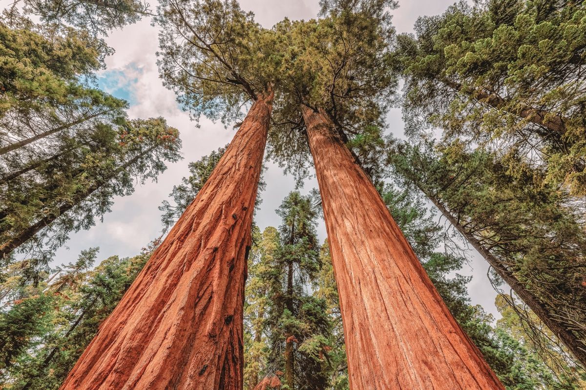 Best Places to Camp in Sequoia National Park