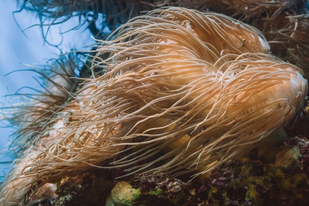 A pale pink sea anemone blowing in the current at the San Diego Aquarium.