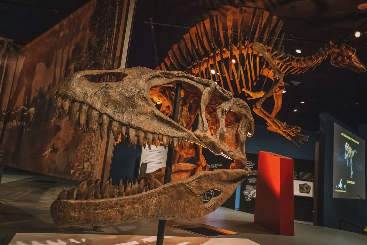 The skull of a T-Rex in the San Diego Natural History Museum.