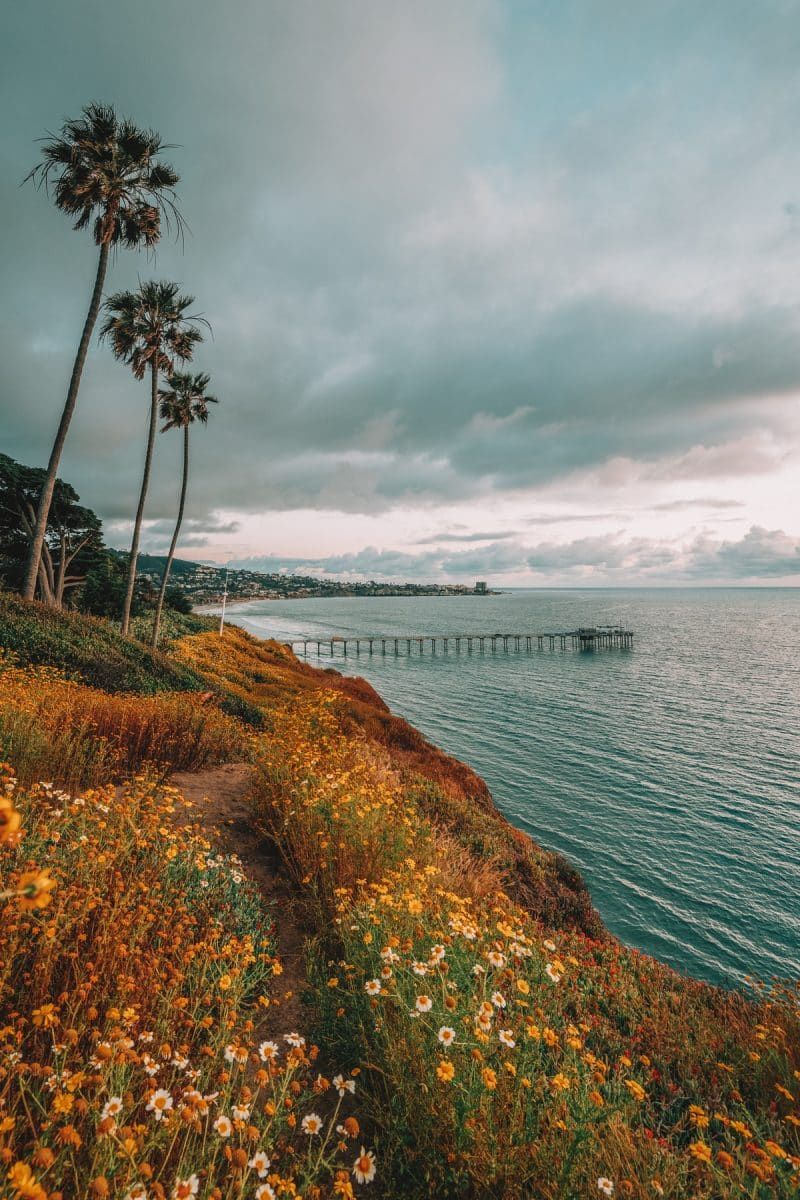 One of the best things to do in San Diego is enjoying the scenery, such as this wildflower-strewn bluff overlooking a pier on the ocean with palm trees silhouetted against an overcast sky.