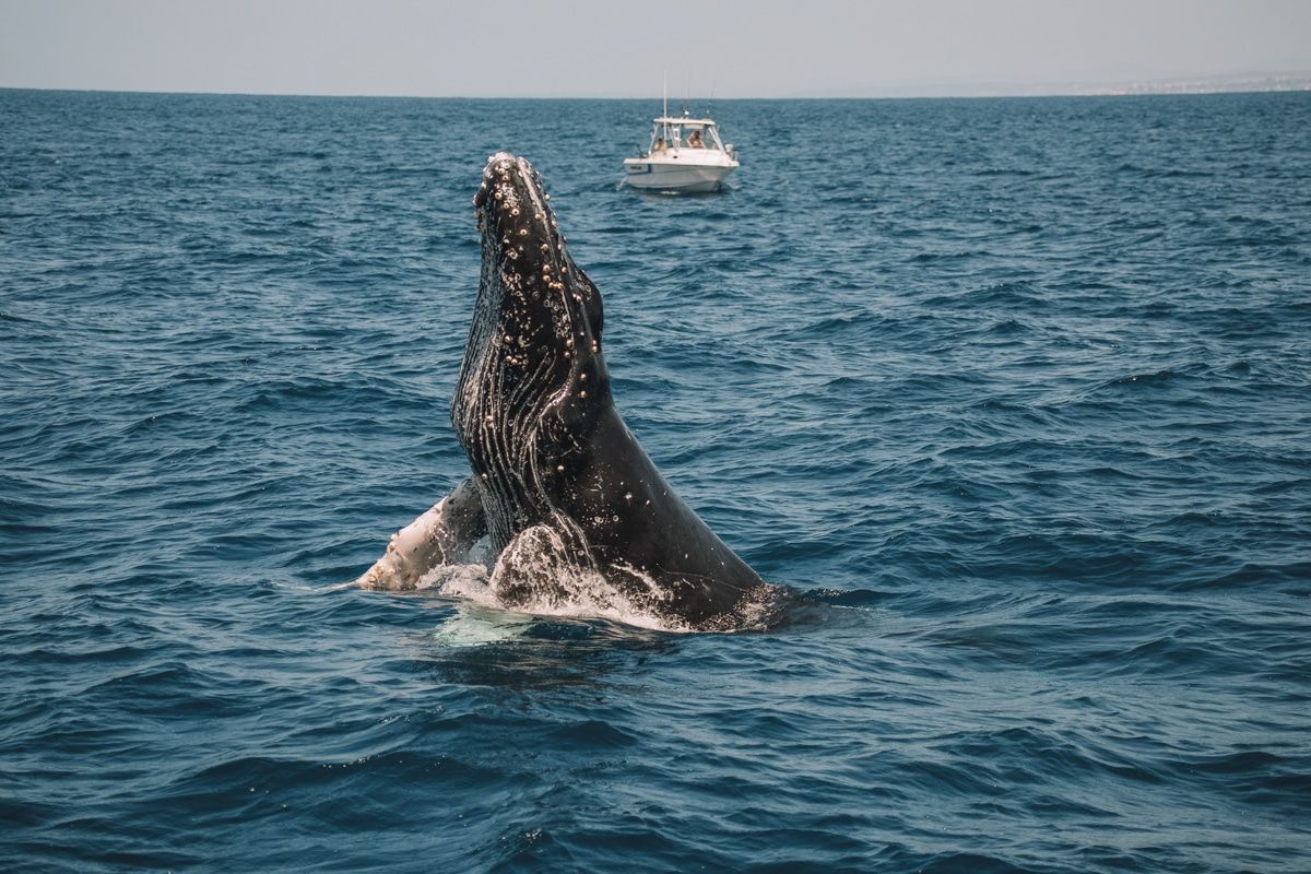 A whale pokes its head out of the ocean water, with a boat in the background.