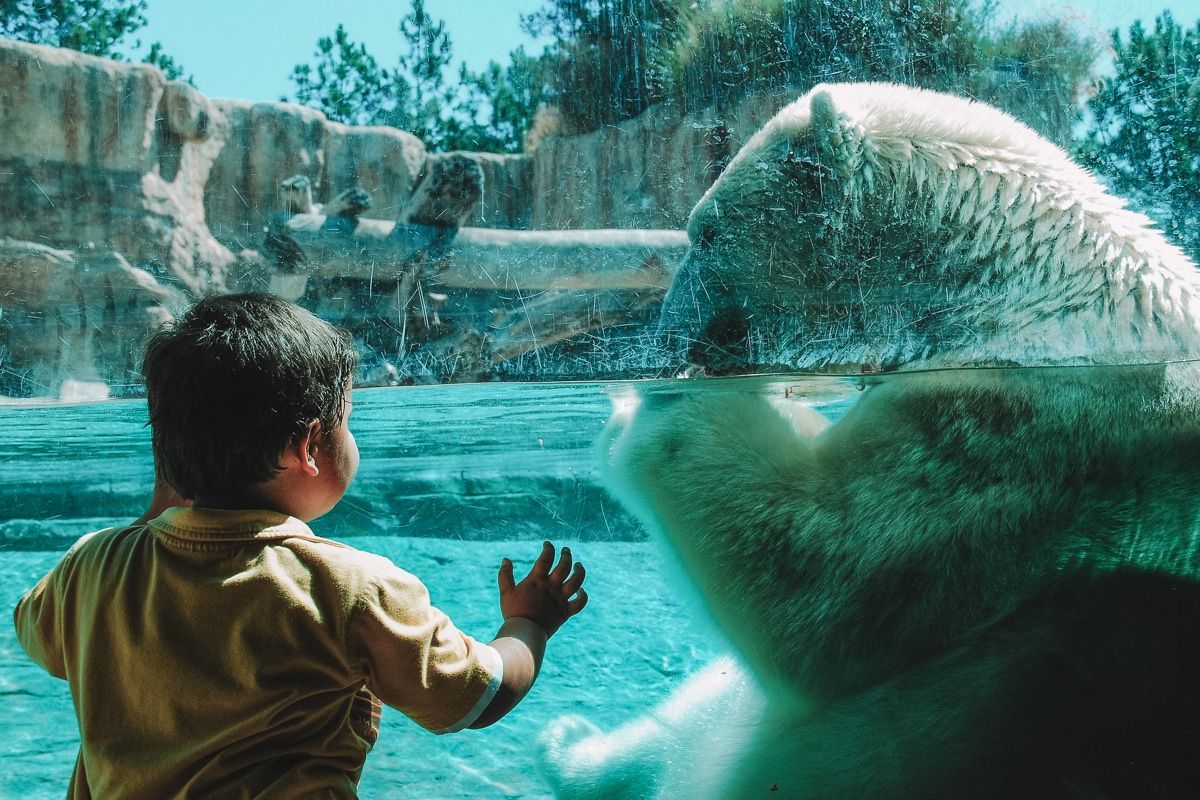 FAQs about the San Diego zoo and safari park