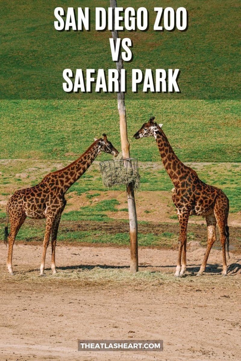 san diego zoo vs safari park pin