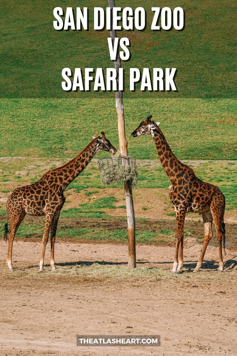 San Diego Zoo vs Safari Park: Main Differences & Which One is Better