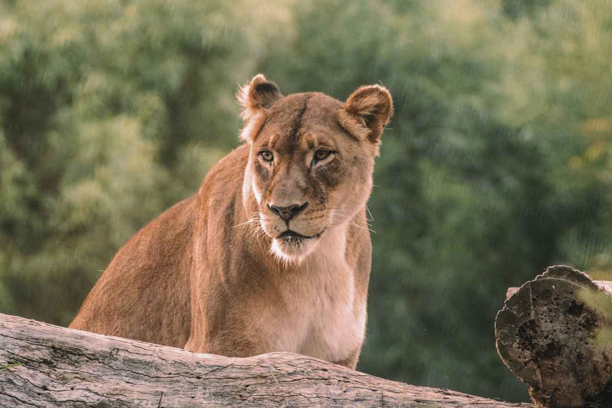 San Diego Zoo vs Safari Park: The BEST Park to Visit and Why