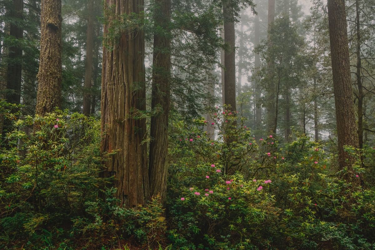 del norte coast redwoods state park