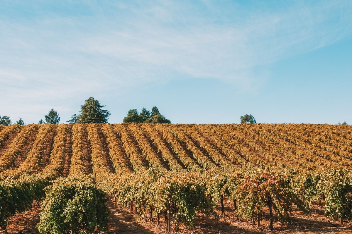 Healdsburg vineyard in Sonoma county in the fall.