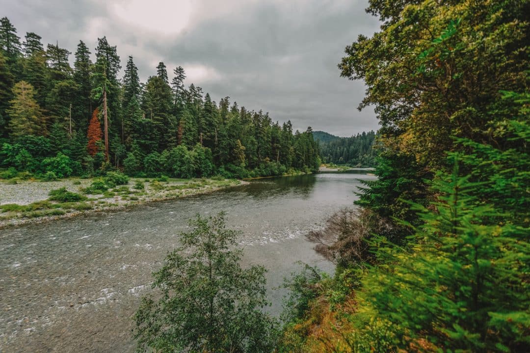 45 MAJESTIC Places To See Redwoods In California [Ranked]