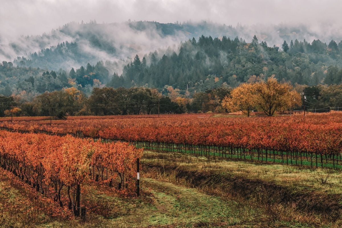 napa valley vineyard in autumn with fog