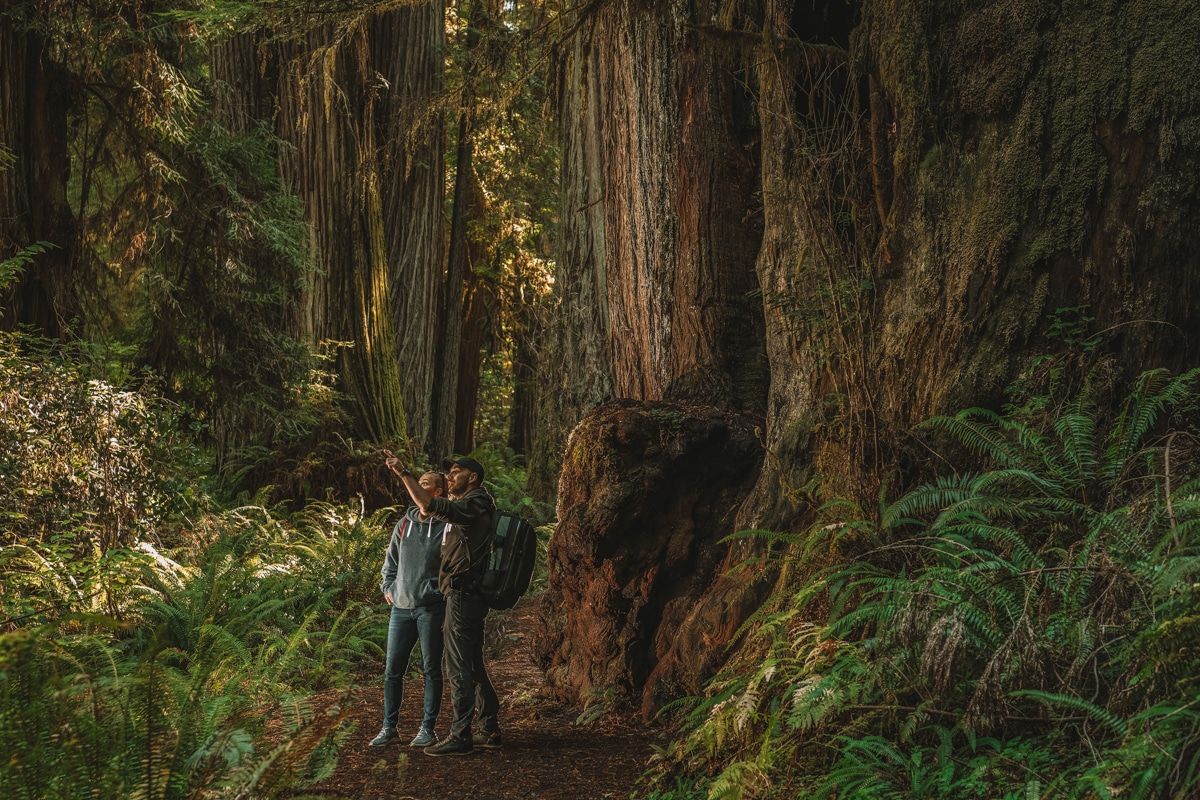 tips for visiting the californias redwood forests