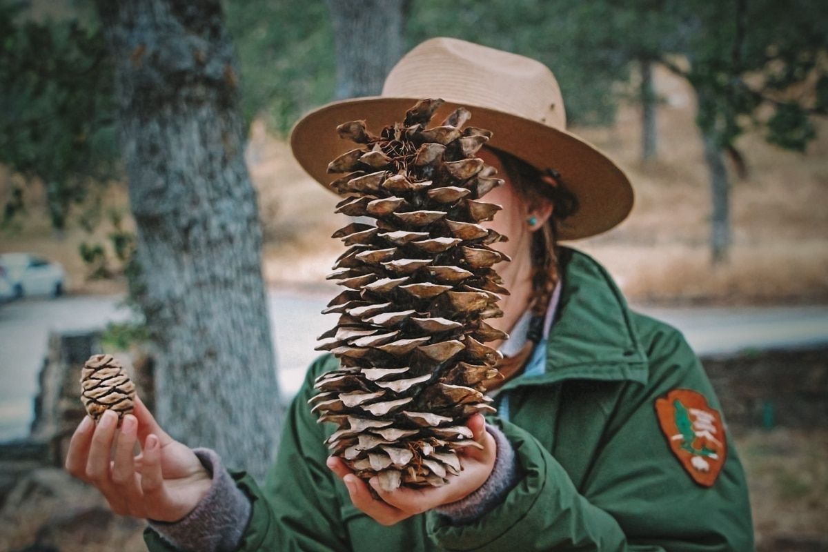 A ranger holders up two pine cones--one very large and one very small-- during a ranger program.
