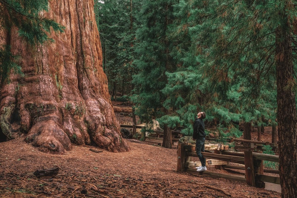 Photo of a tourist looking up at the enormous General Sherman Tree in Sequoia National Park.