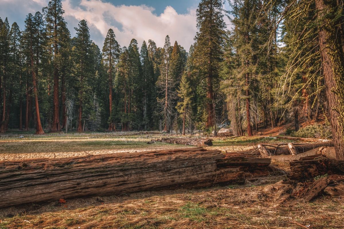 A meadow and a fallen tree at Giant Forest, Sequoia National Park.