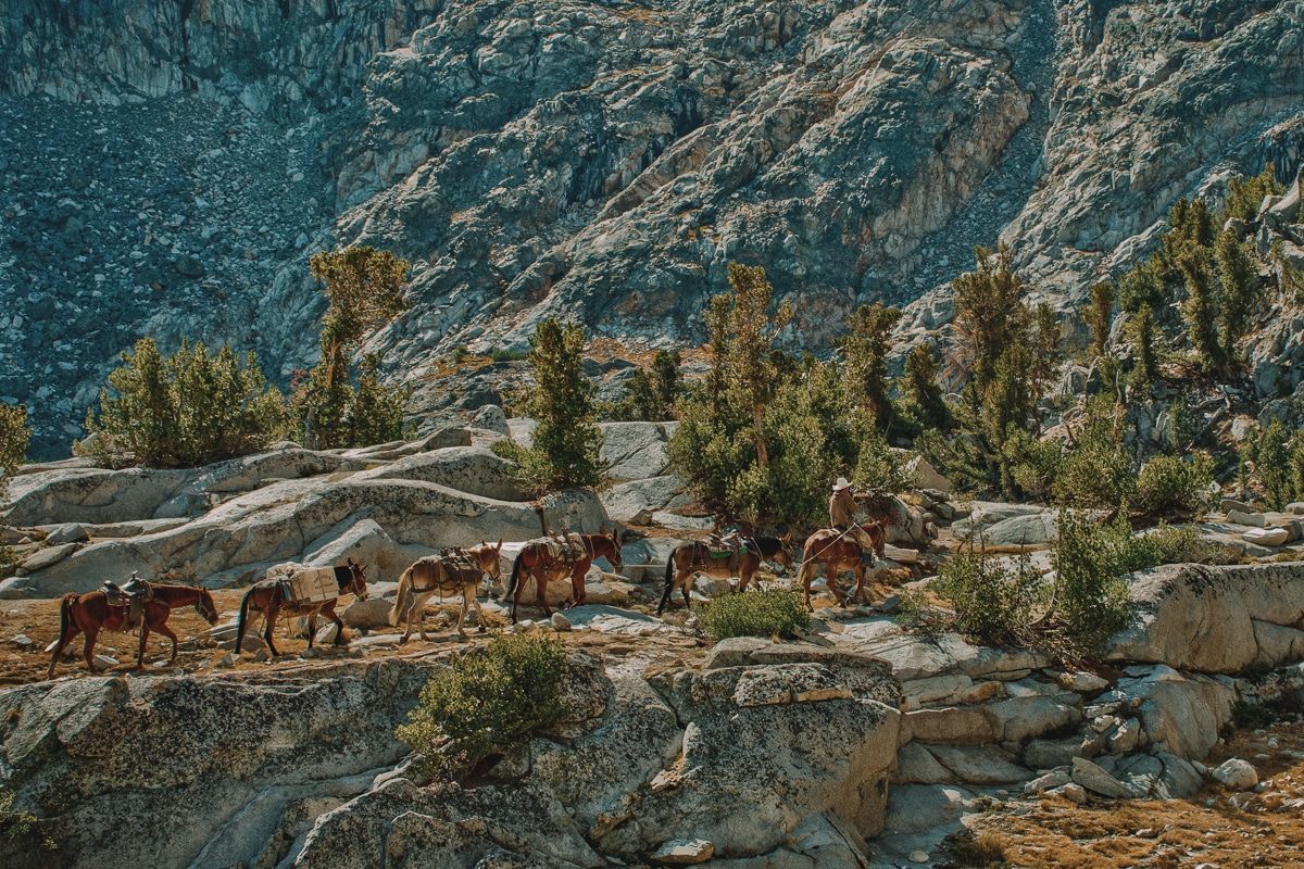 Horses and mules climbing the steep trails of the High Sierra in Kings Canyon National Park.