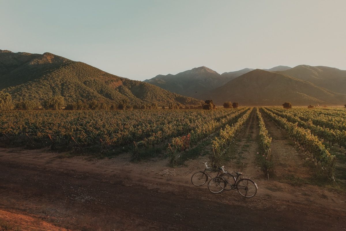 Two bikes leaning by the side of a road with vineyards in the background in Napa Valley.
