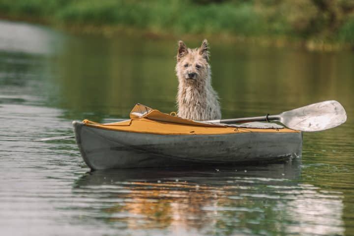 13 BEST Kayaks For Dogs In 2024 [Top Dog-Friendly Kayaks]