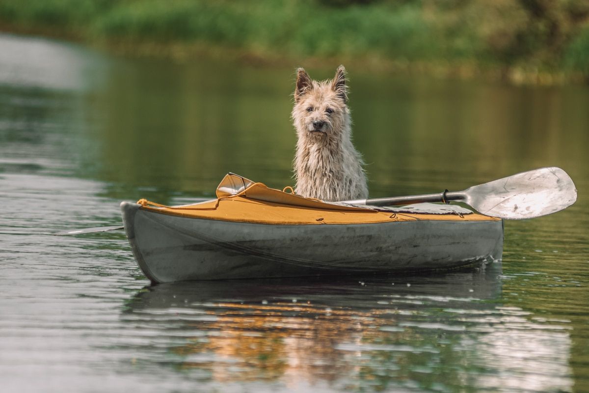 A scruffy, light brown dog sits in a kayak floating in the middle of a lake.