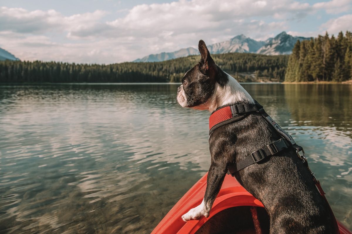 A small black and white dog stands up looking out of a red kayak on a lake, with pine trees and mountains in the distance.