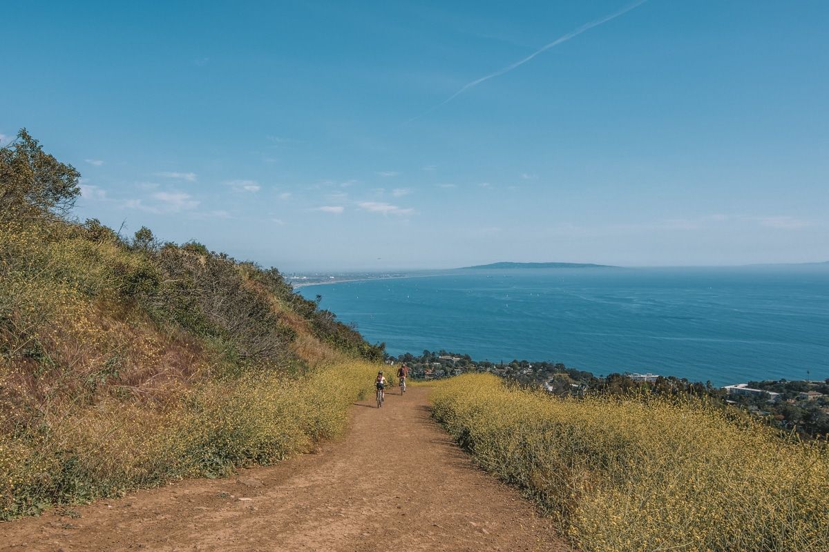 Two people biking along the Los Leones Trail, a wide dirt path lined by yellow, bushy mustard flowers, leading down towards the sea.
