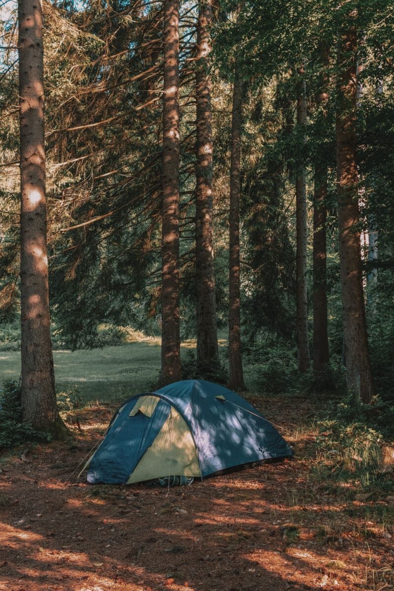 A small 2-Person Tent pitched in a grove of tall trees.