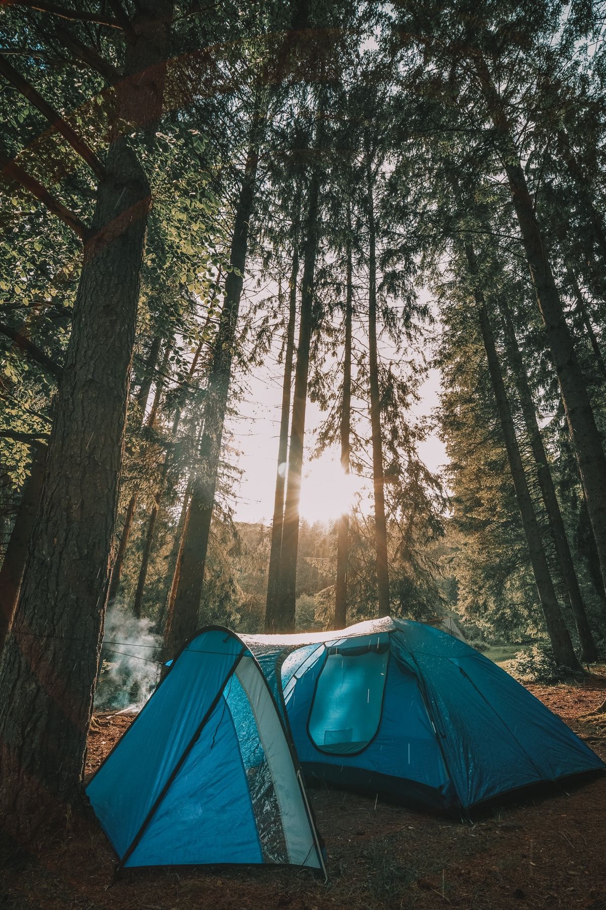 A blue family tent with a vestibule amongst tall evergreen trees, with sunlight shining through the branches.